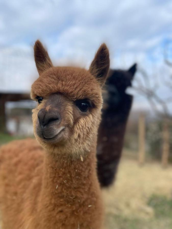 Agriturismo Il Vecchio Mandorlo Perugia Eksteriør bilde