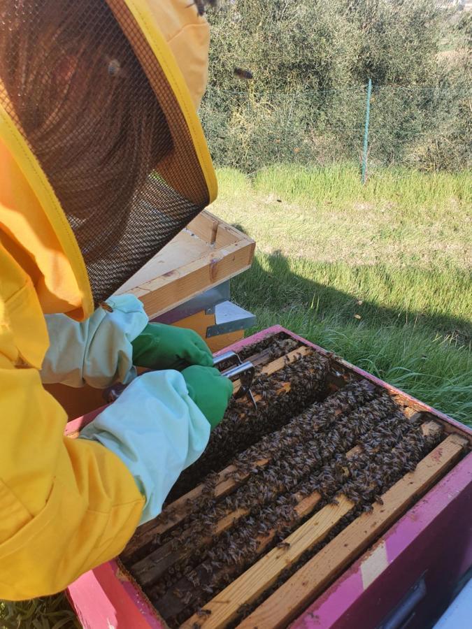 Agriturismo Il Vecchio Mandorlo Perugia Eksteriør bilde