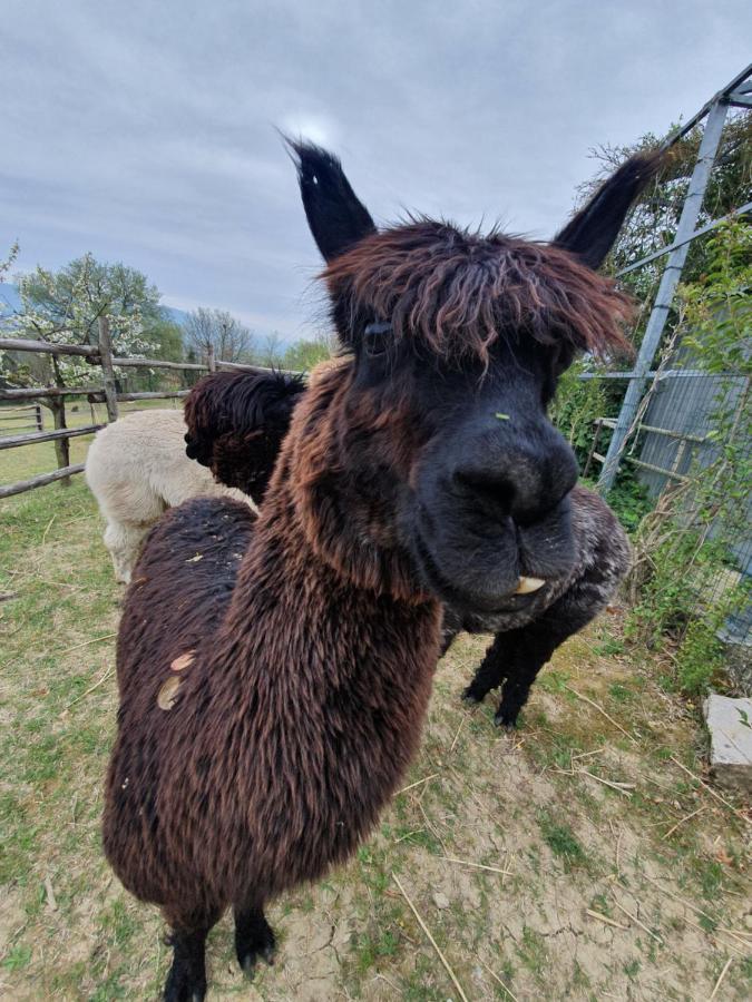 Agriturismo Il Vecchio Mandorlo Perugia Eksteriør bilde