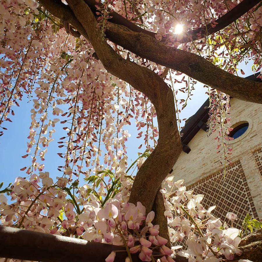 Agriturismo Il Vecchio Mandorlo Perugia Eksteriør bilde
