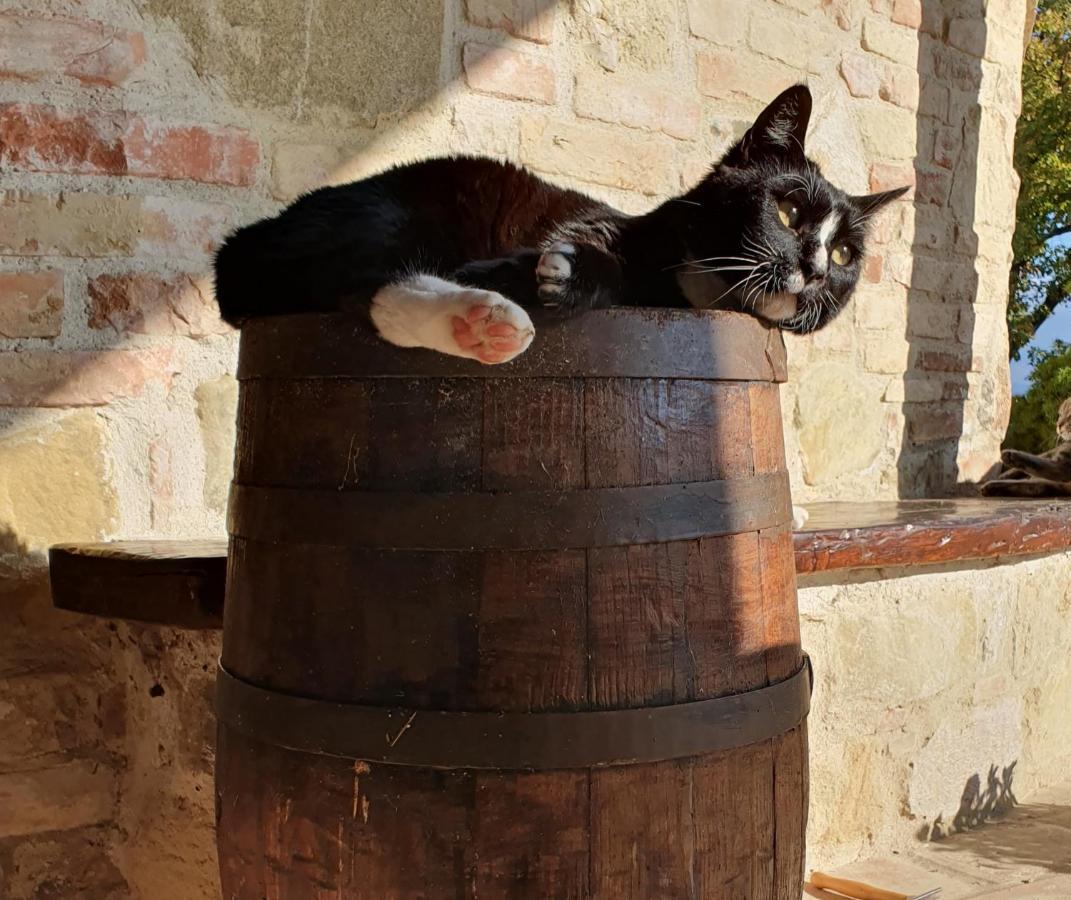 Agriturismo Il Vecchio Mandorlo Perugia Eksteriør bilde