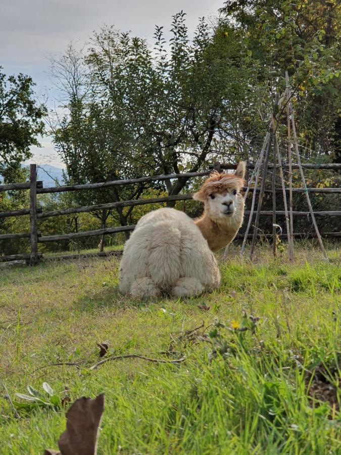 Agriturismo Il Vecchio Mandorlo Perugia Eksteriør bilde